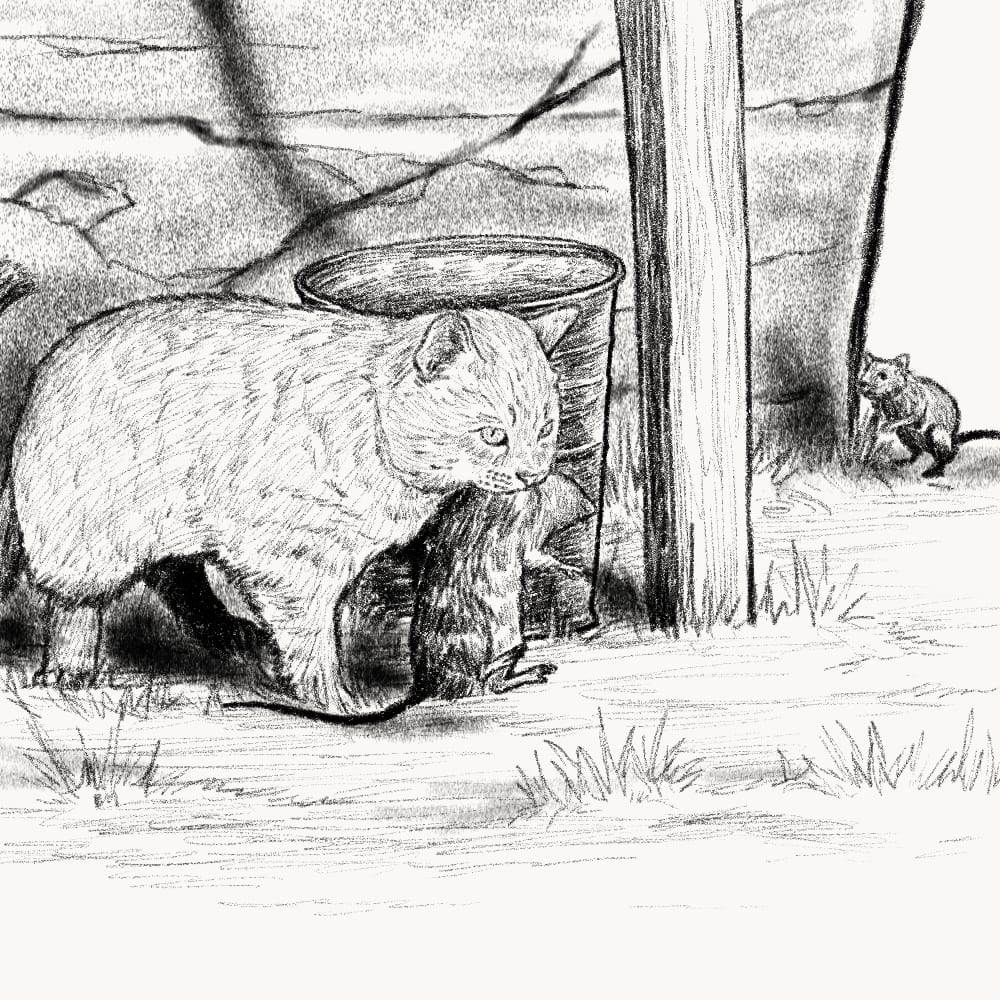 Illustration for: A rat cannot call a cat to account for what the cat has done.