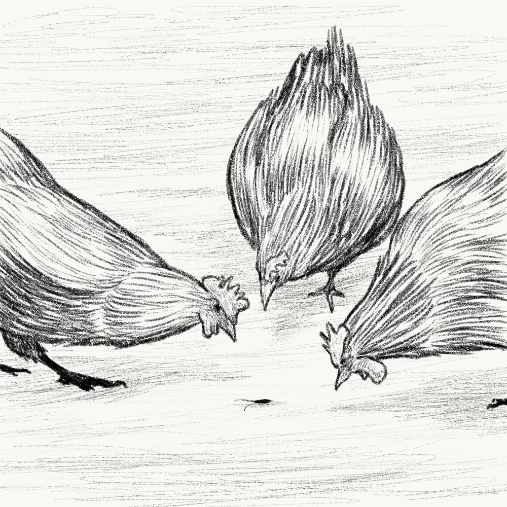 Illustration for: Fowls will not spare a cockroach that falls in their midst.