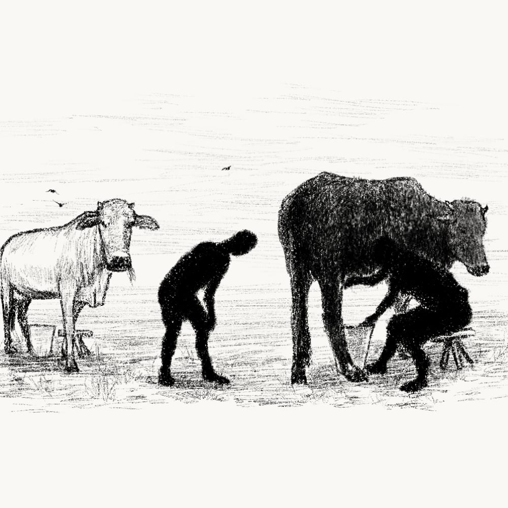 Illustration for: A black cow, just like a white cow, produces white milk.
