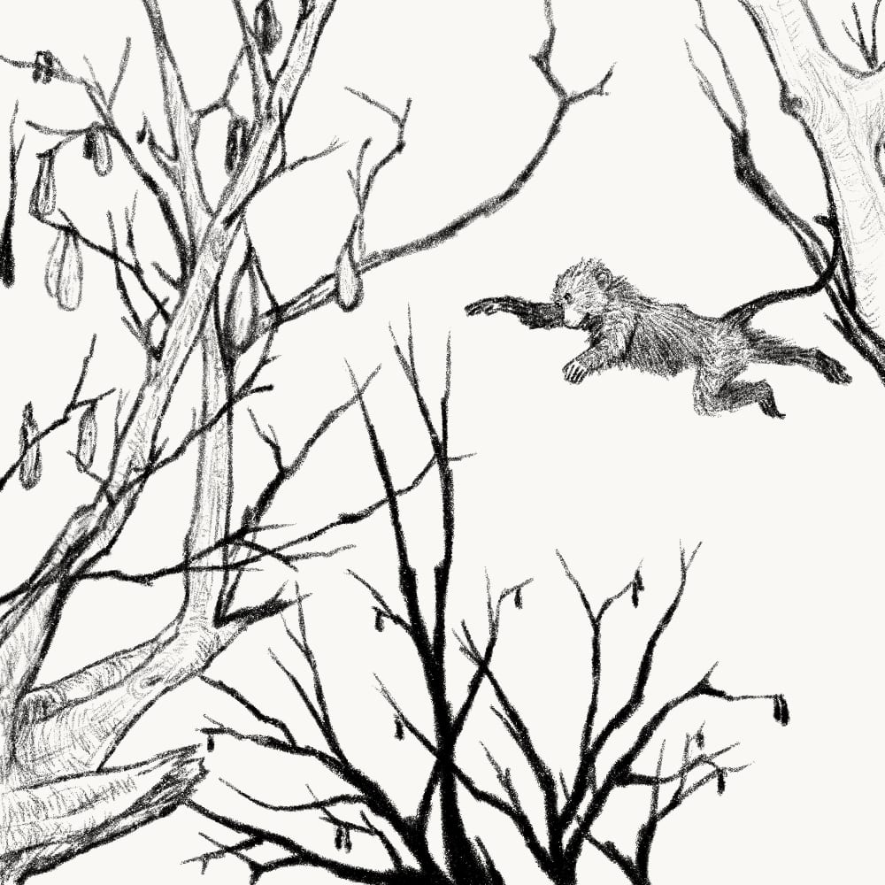 Illustration for: The monkey that tried to reach two mangoes at the same time from two different branches on a tree fell on its back.
