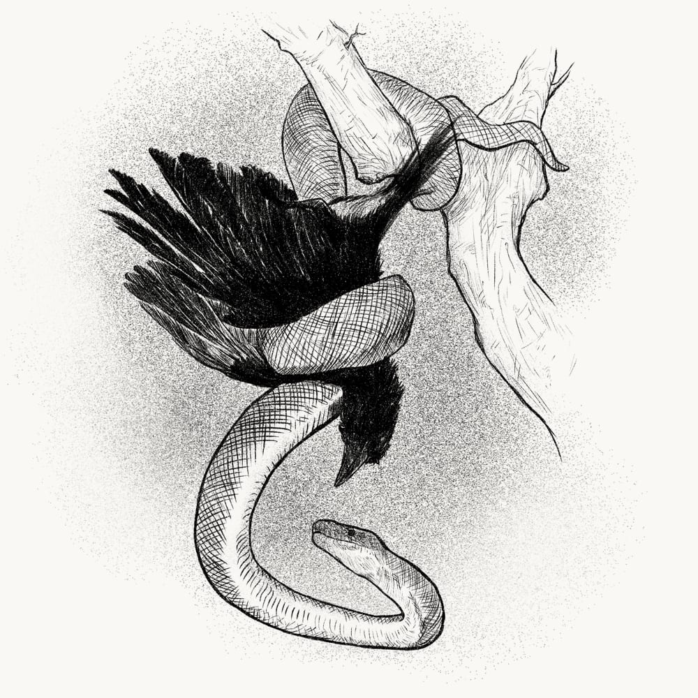 Illustration for: Although the snake does not fly it has caught the bird whose home is in the sky.